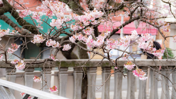 🌸日本一早い春が訪れる街・熱海