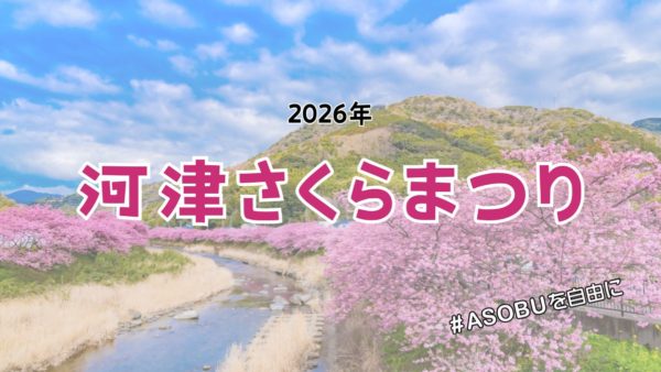 ひと足早い春を感じる、伊豆の風物詩